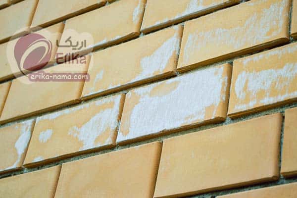 علت و رفع شوره آجرنما erika-nama